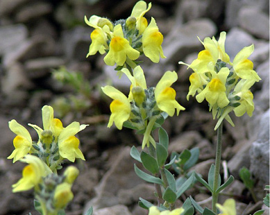 Sentiero dei Fiori