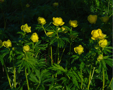 Sentiero dei Fiori