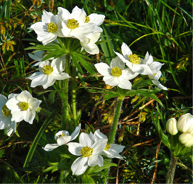 Sentiero dei Fiori