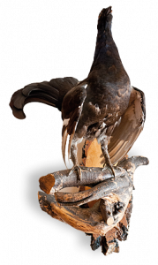 gallo