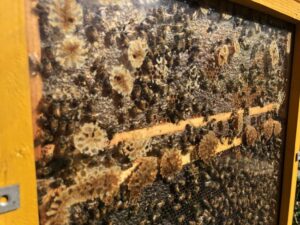 32142215_IMG_0726-650x488-1