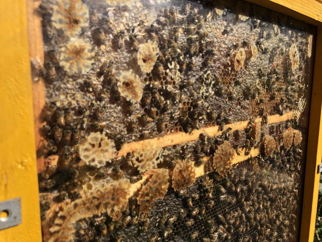 32142215_IMG_0726-650x488-1