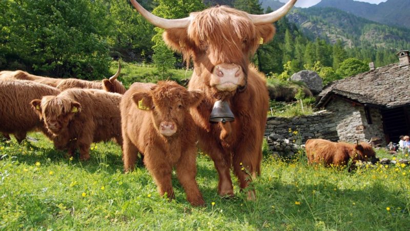 39020991_mandria-1024x640-800x450-1