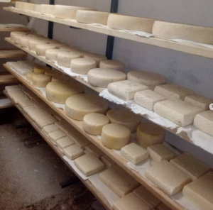 Az.Agricola-Panda-formaggio-8