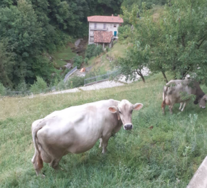 Az.Agricola-Panda-mucche-1