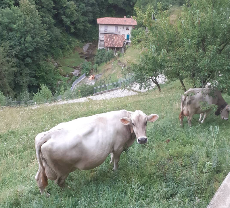 Az.Agricola-Panda-mucche-1