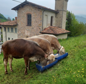 Az.Agricola-Panda-mucche-2