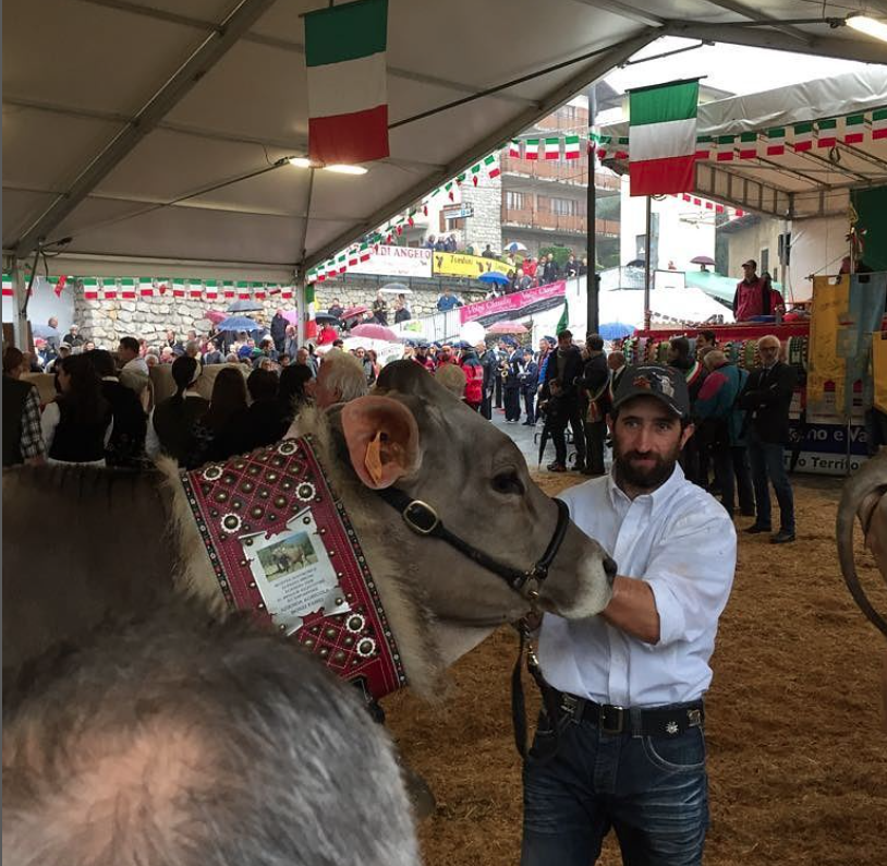 Az.Agricola-Panda-mucche-4