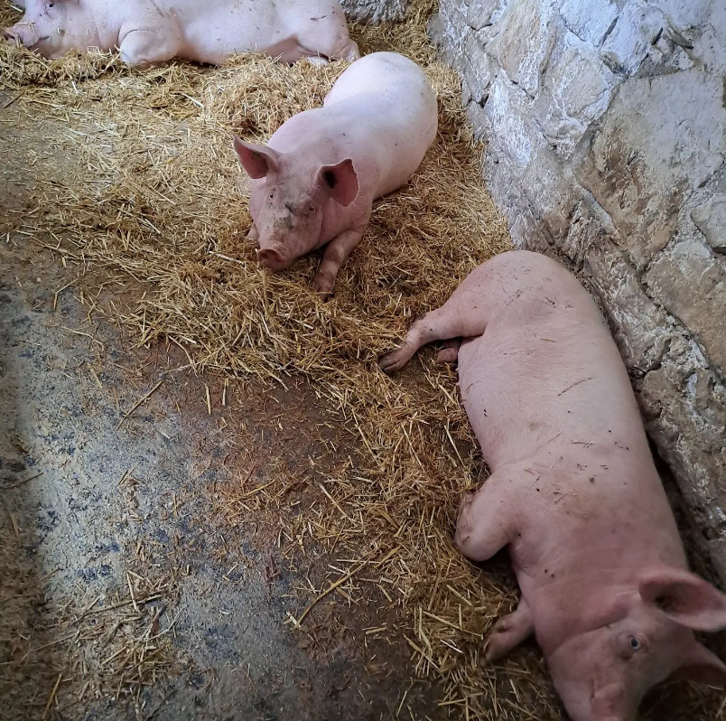 Az.Agricola-Panda-salumi-2