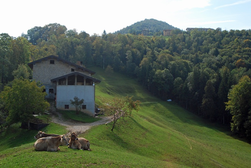 azienda_agricola_grigis_maria_ornella_1