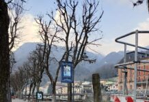 San Pellegrino, via 11 ippocastani malati dal viale: ne saranno piantumati altri 12