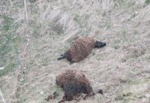 Le capre di Simone Moro e poi le pecore di Taleggio: “Con i lupi a rischio l’economia di una valle”